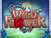 Wild Flower 썸네일
